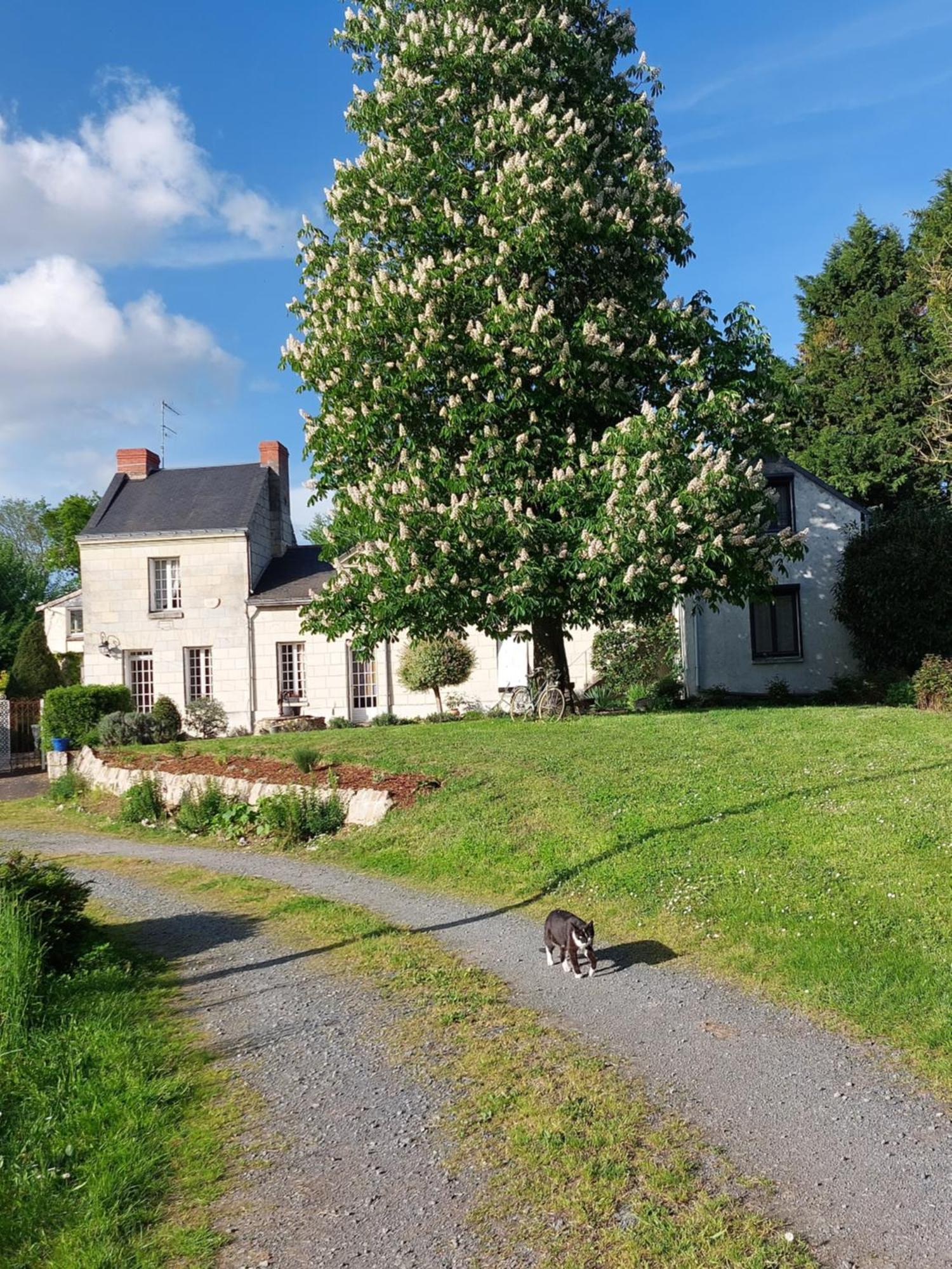 Chambres D'Hotes De L'Ile Du Saule 索米尔 外观 照片